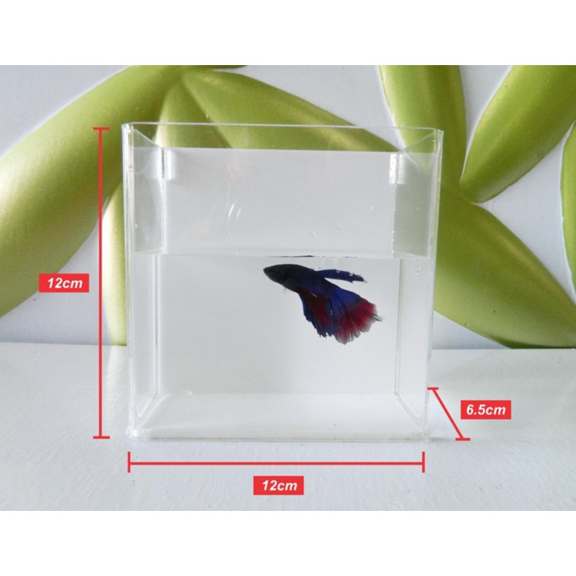 AKUARIUM IKAN CUPANG AKRILIK / AQUARIUM ACRYLIC IKAN HIAS / SOLITER IKAN CUPANG