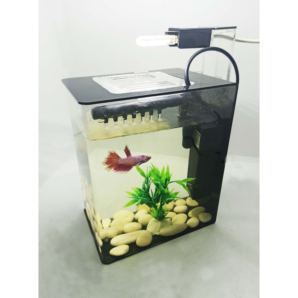 Ready Aquarium Akrilik Aquarium Unik Aquarium Minimalis Aquarium Cupang Aquarium Ikan Guppy Shopee Indonesia Aquarium yang cocok untuk ikan guppy