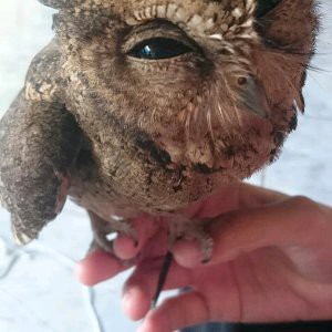 Burung Hantu Mini Celepuk Berkualitas