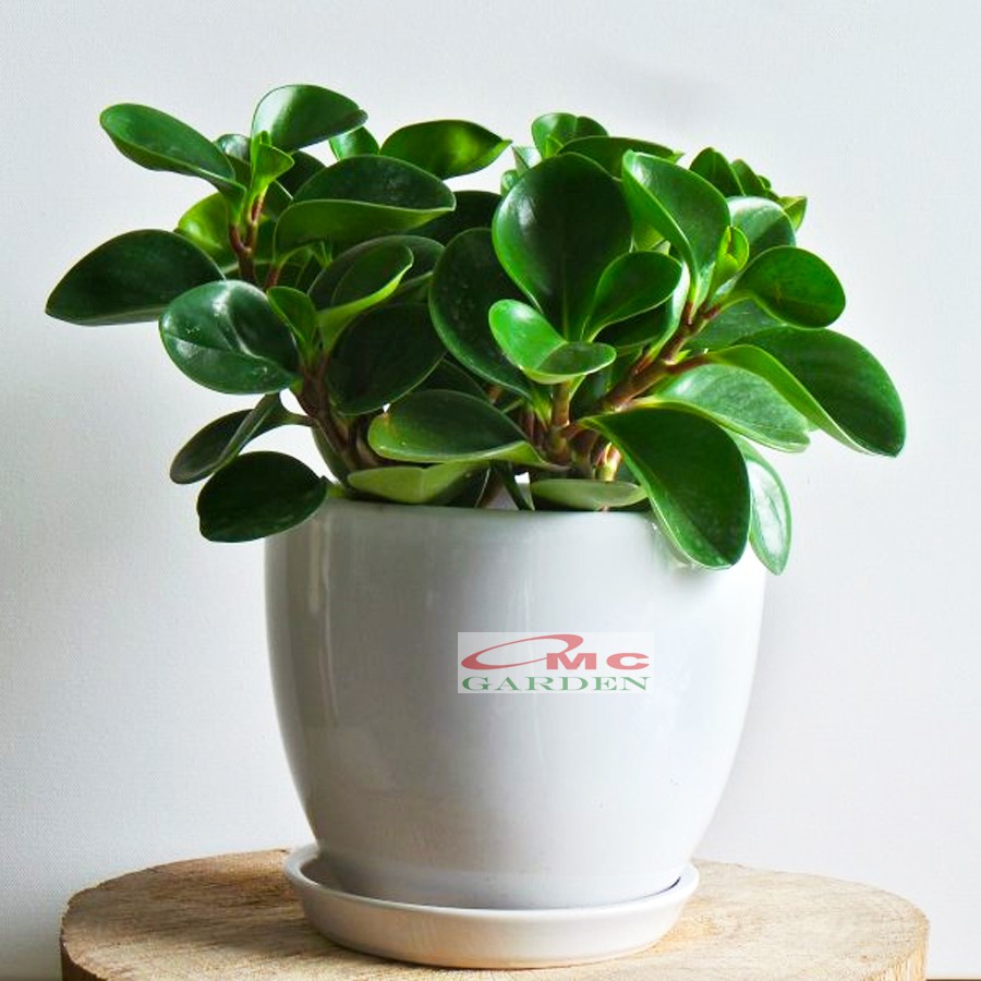 Tanaman Hias Teplan Peperomia Jade Hijau Indoor Air TPL-H-001