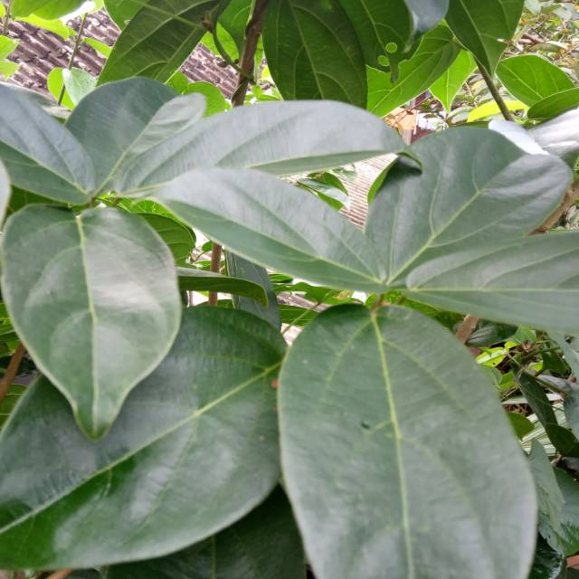 

DAUN CINCOU SEGAR PERDU /BUKAN CINCOU RAMBAT