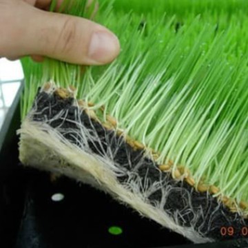 GROSIR Tray semai padi tray semai microgreen wheat grass size L 5387H