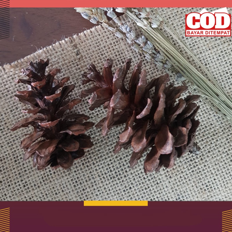 Biji Pinus Kering Mekar Kuncup Untuk Mainan Gigit Hamter dan Dekorasi | Bunga Pinus | Buah Pinus Rustic Hamster FEZONE