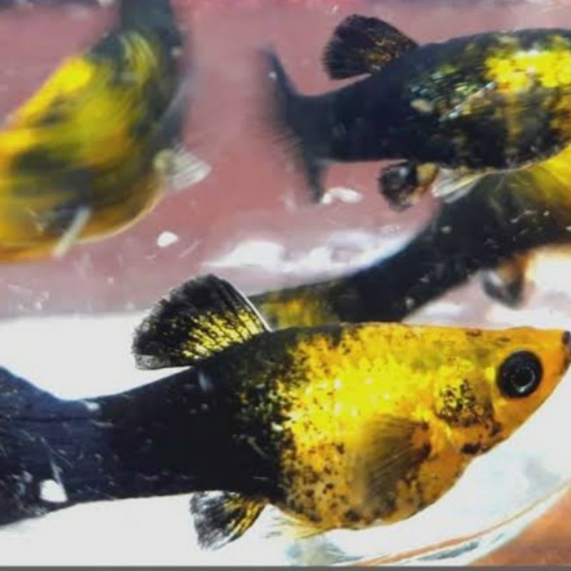 

black golden / ikan hias / aquasqape