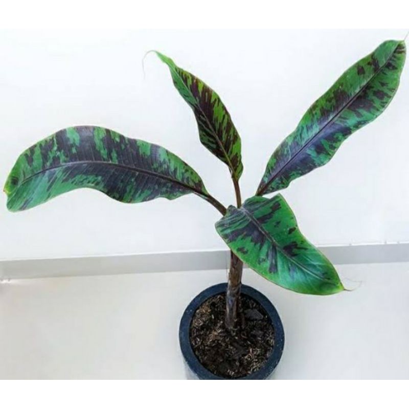 Tanaman Hias Banana Blood