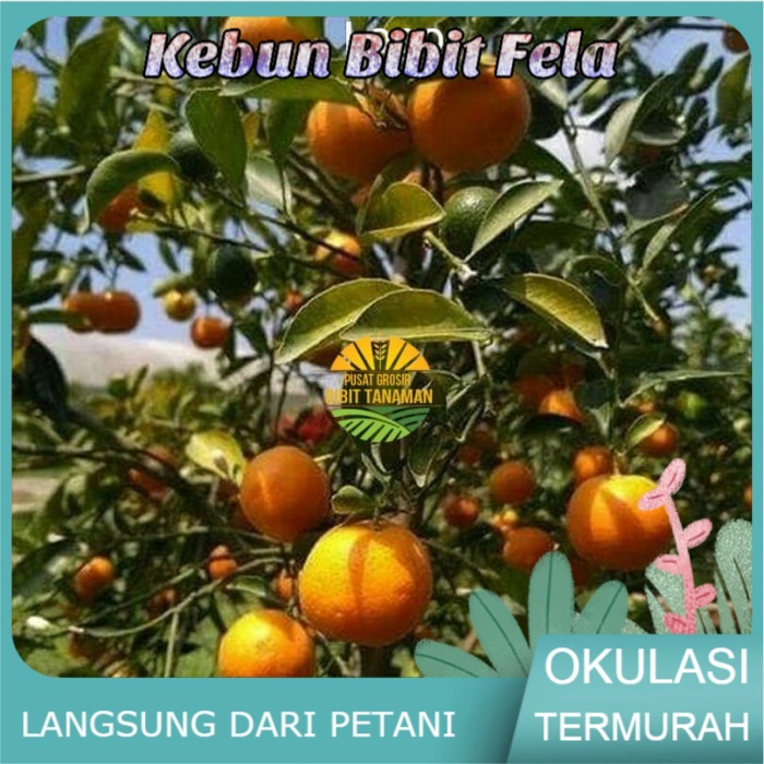 Bibit jeruk mandarin