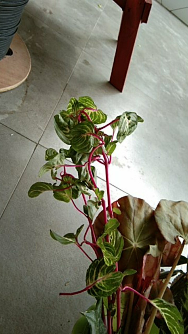 Tanaman Hias Bunga Miana Bayam Batang Pink