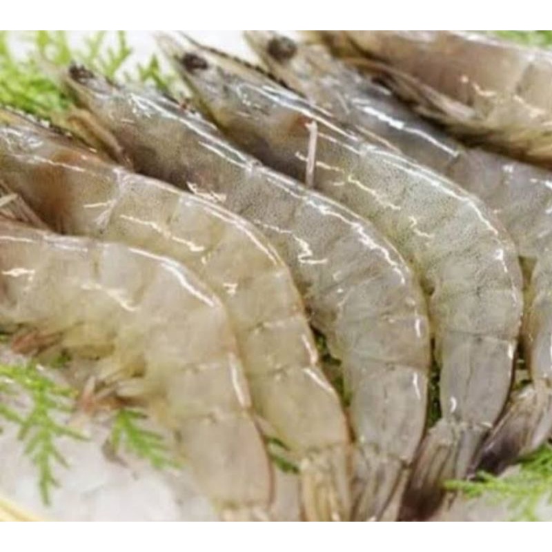 

Udang Vaname