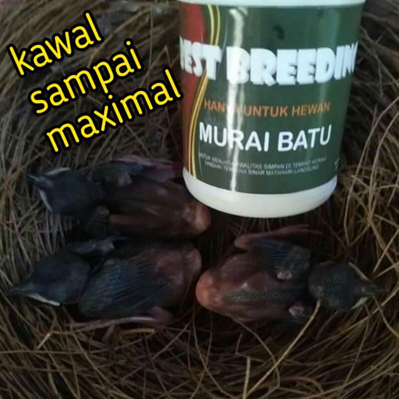 BEST BREEDING MURAI BATU 40ml