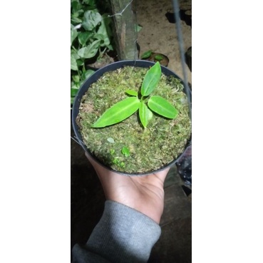 anthurium warocqueanum / lidah gajah