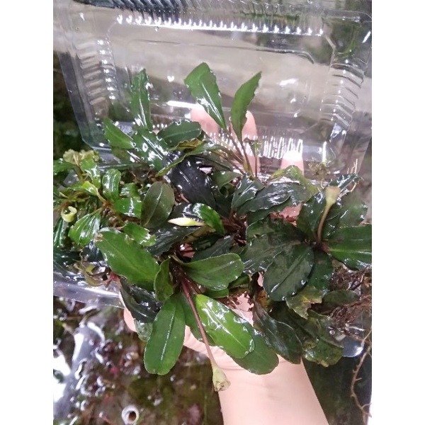 Buce tanaman aquascape