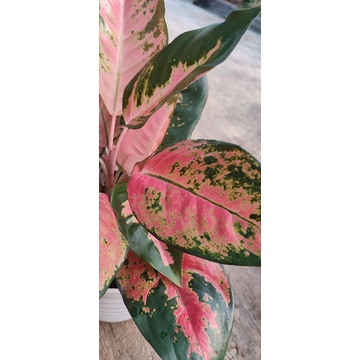 Aglonema Kochin indukan rimbun