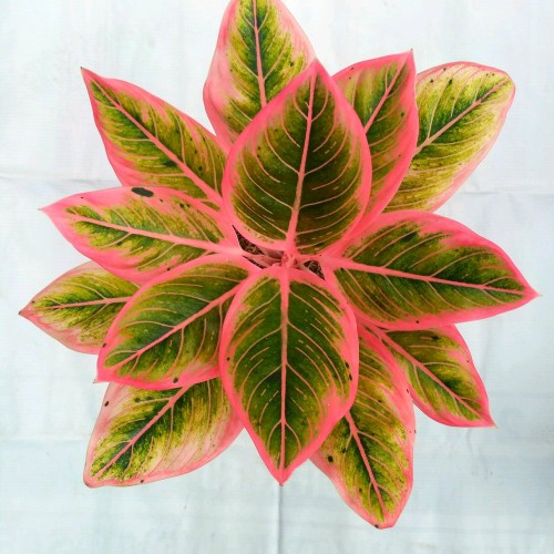 TANAMAN HIAS AGLONEMA LOTUS AGLAONEMA LOTUS