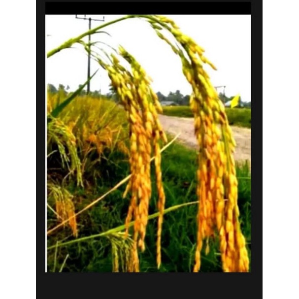 Benih padi Tongkol 2 Jumbo 1 kg