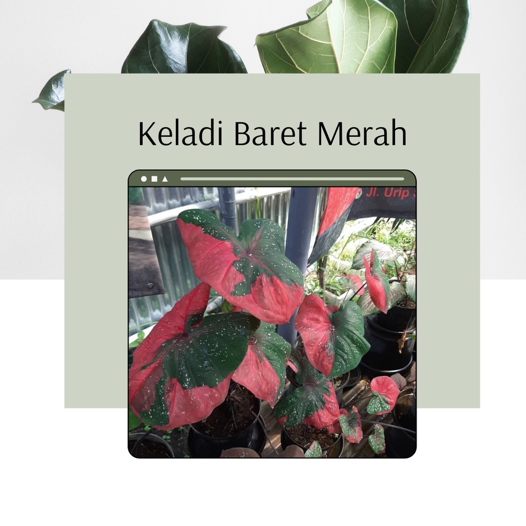 Tanaman Hias Caladium Keladi Baret Merah Bibit Bunga Keladi Baret Merah