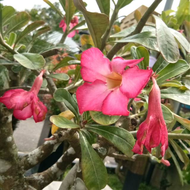 Bibit adenium merah