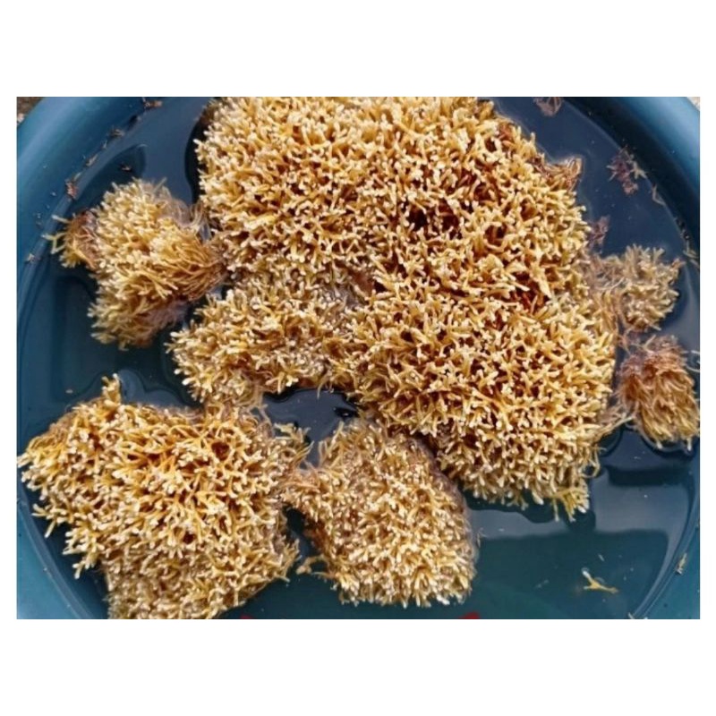 

jakababiang biang jakaba