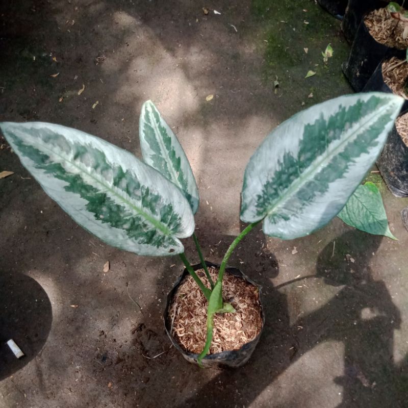 tanaman homalomena andromeda