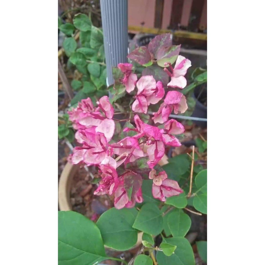 bibit bougenville black maria /sambung/ori