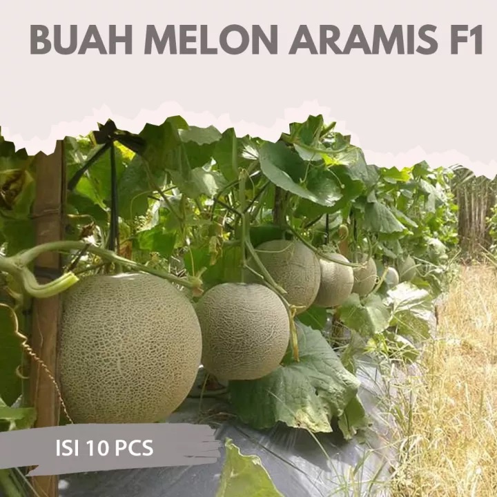 Bibit Benih Biji Buah Melon Aramis F1 Manis - Biji Tanaman Pohon Buah Melon - Bibit Buah Melon - COD