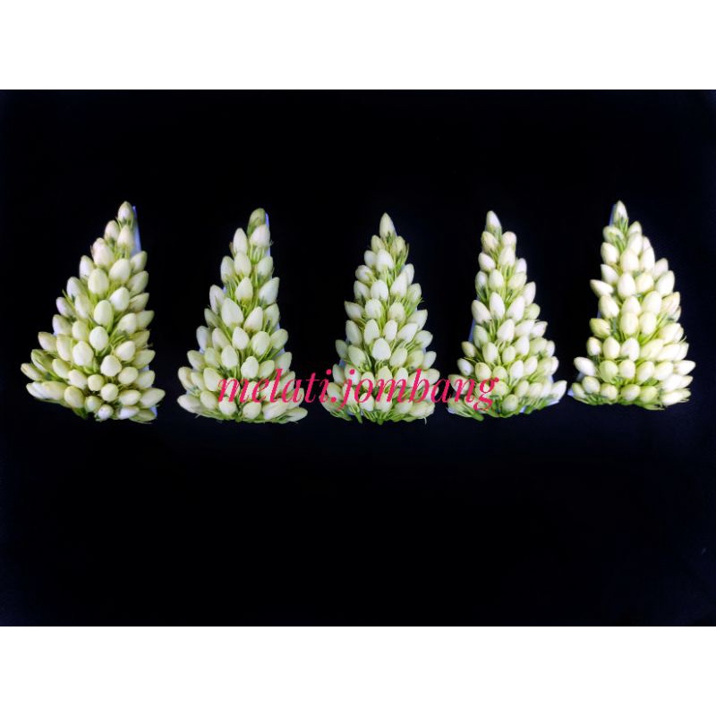 BUNGA MELATI ASLI BUKAN MELATI PALSU/IMITASI//RONCE BUNGA MELATI PENGANTIN (PASUNG)