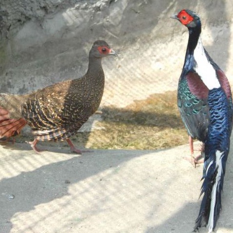 

telur ayam hias swinhoe Pheasant