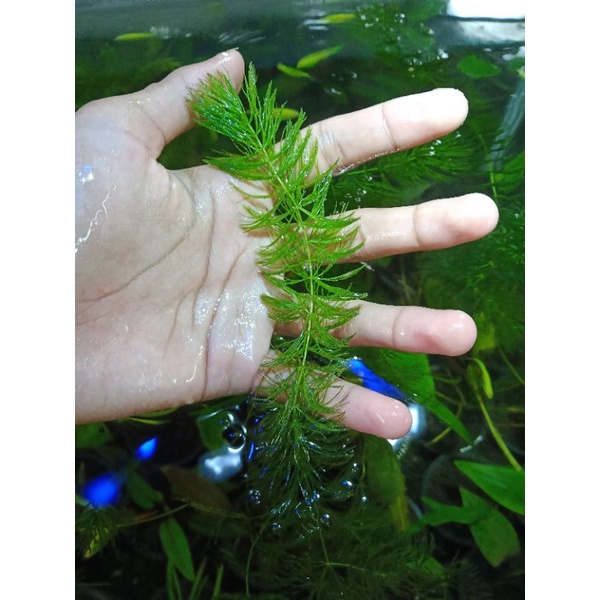 ganggang hijau | ganggeng air tanaman aquascape