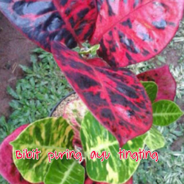 Bibit puring ayu ting ting