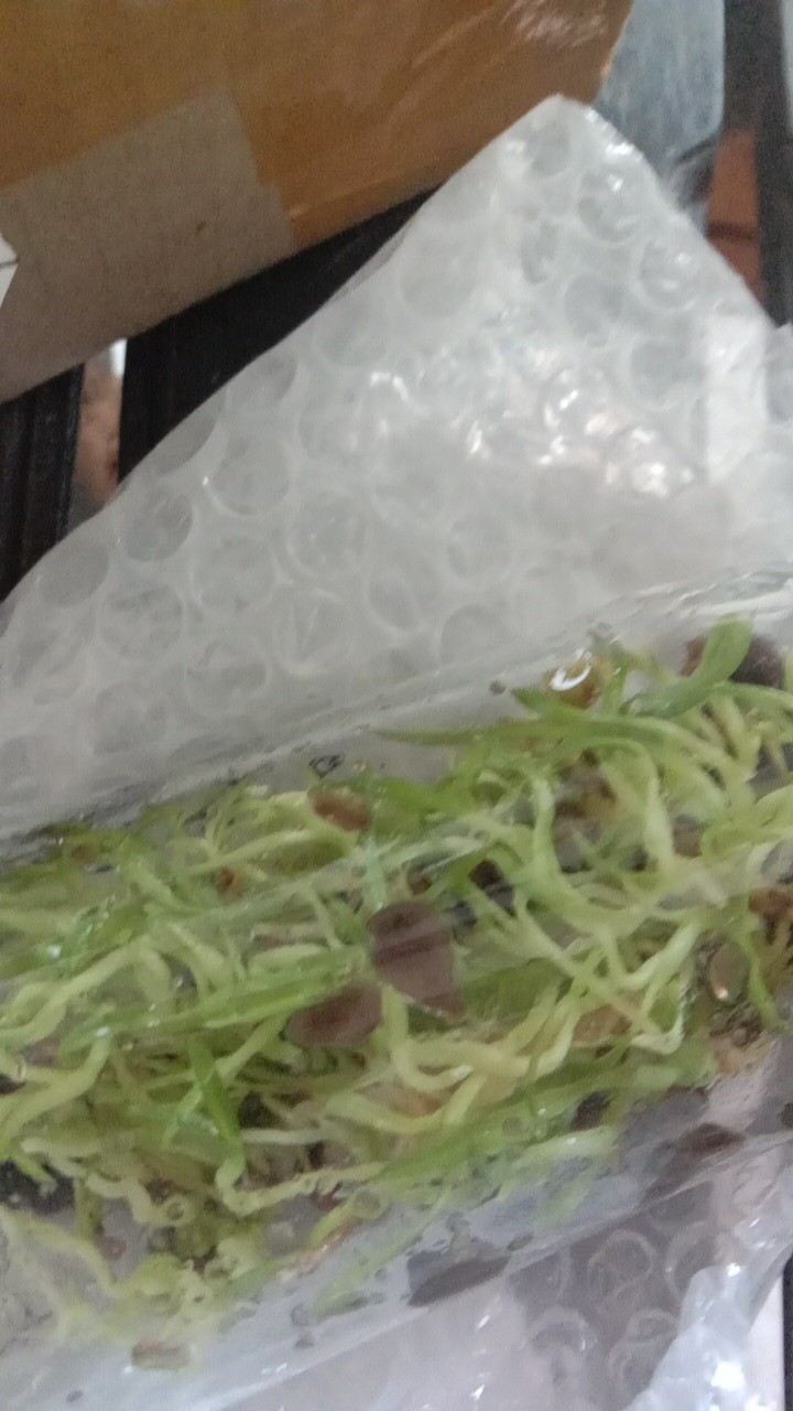 Tanaman Anggrek Botol Tebu Isi 30