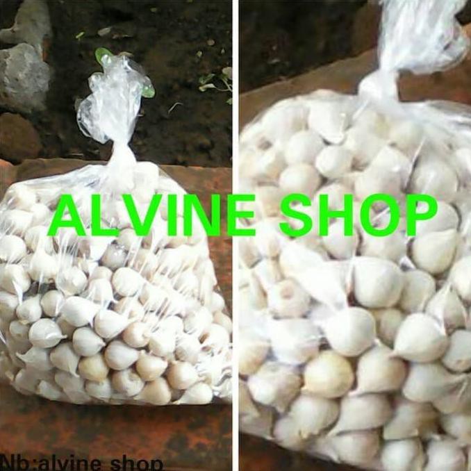 

957Jr86-Sale-Terlaris Bawang Putih Tunggal/Bawang Lanang