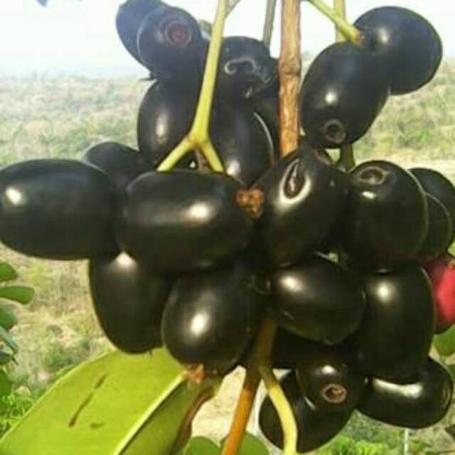 

Buah jamblang atau duwet