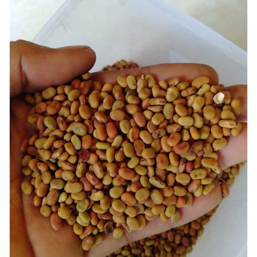 Biji Turi 1 KG