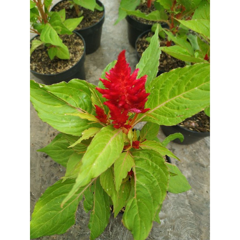 tanaman hias celosia