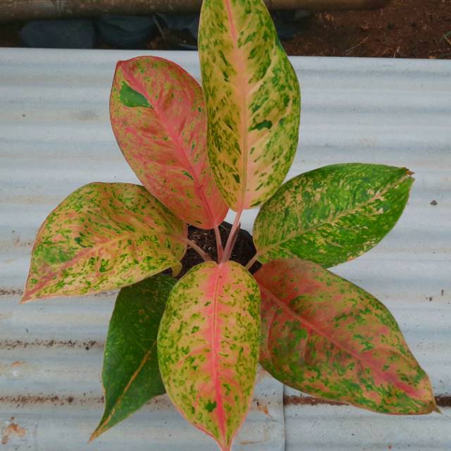 Aglonema Bigroy Jumbo