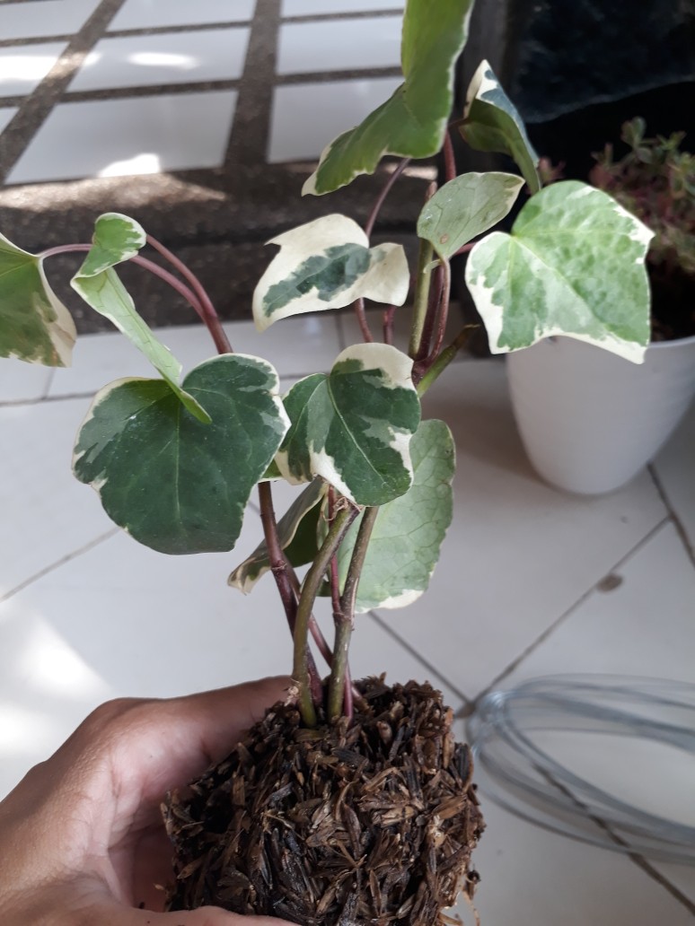Tanaman Hias Gantung Bunga Ivy Varigata / Hedera Helix Glacier