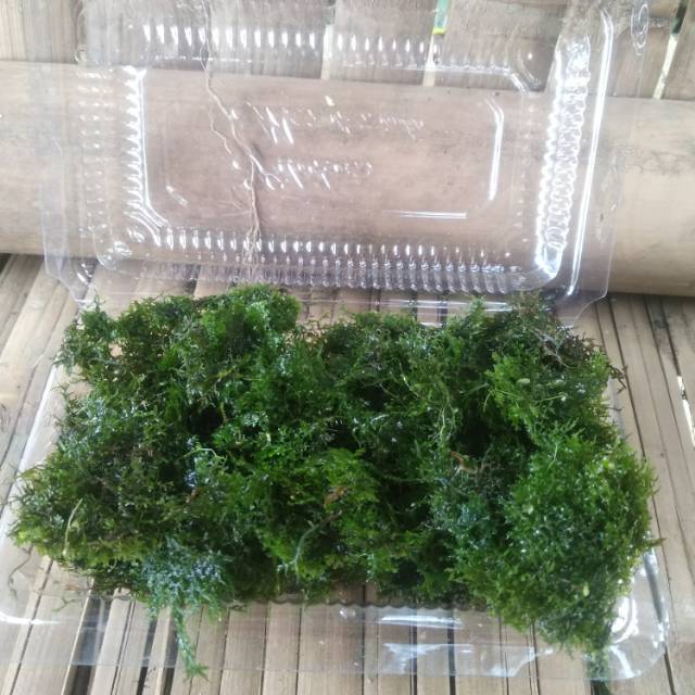 Mos ricardia tanaman aquascape