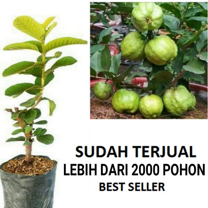 Bibit Tanaman Jambu Kristal Taiwan