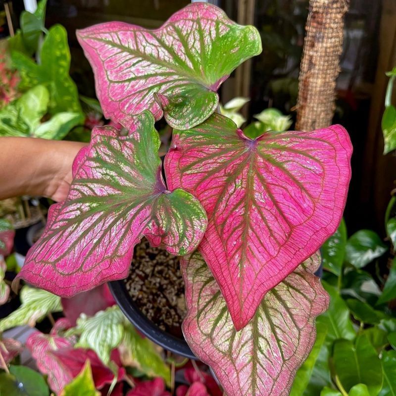 Caladium infinity 1-3 Daun Tanaman Keladi Hias Murah Impor Thailand Import BUKAN bonggol bibit / TAN