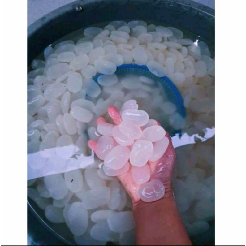 

promo kulang kaleng caruluk segar netto 1kg kolang kaleng bahan jus dll