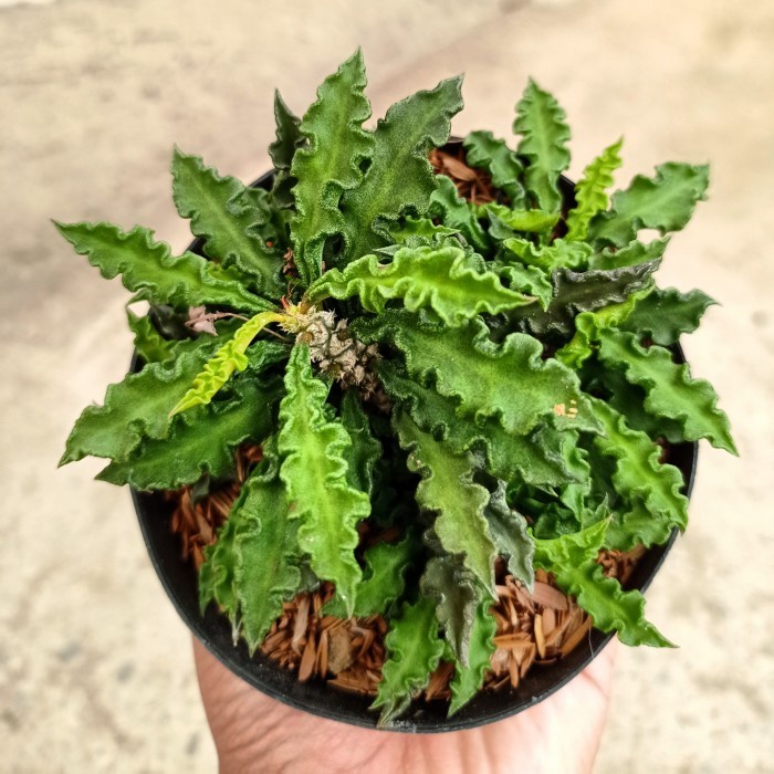 euphorbia decaryi