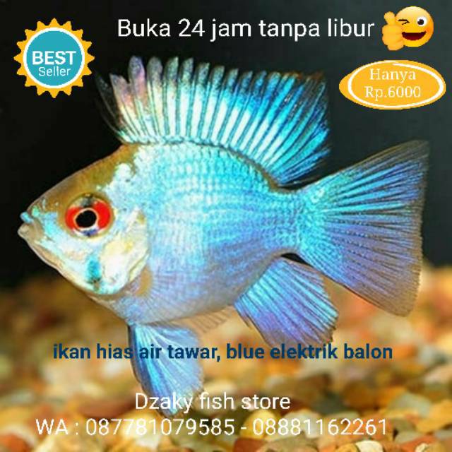 Ikan Hias Blue Electrik Elektrik Air Tawar Cantik