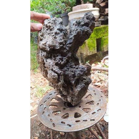 batu karang gunung untuk bonsai realpict