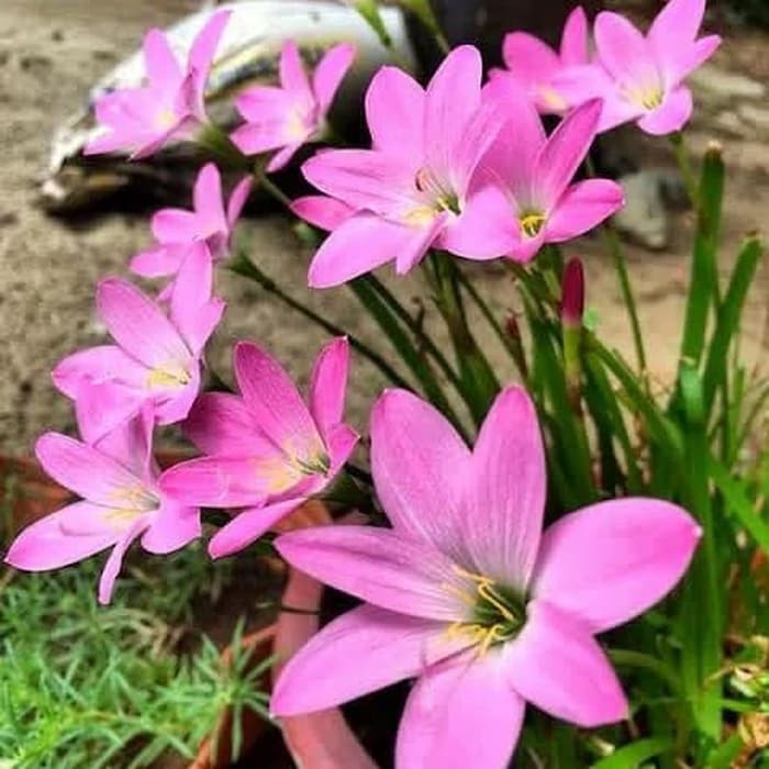 Tanaman Hias Bunga LiLy Hujan Pink