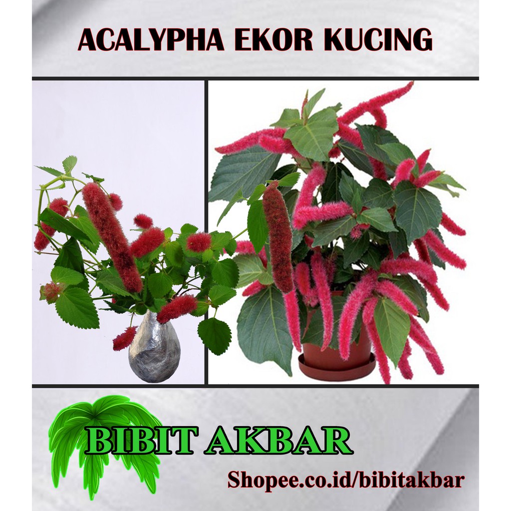 Tanaman Acalypha Ekor Kucing Shopee Indonesia