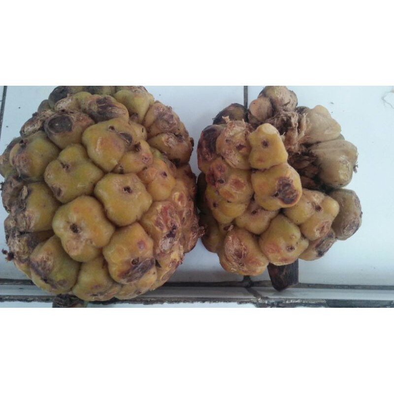 

ASAM CEKALA / ASAM CAKALA / ASAM CIKALA