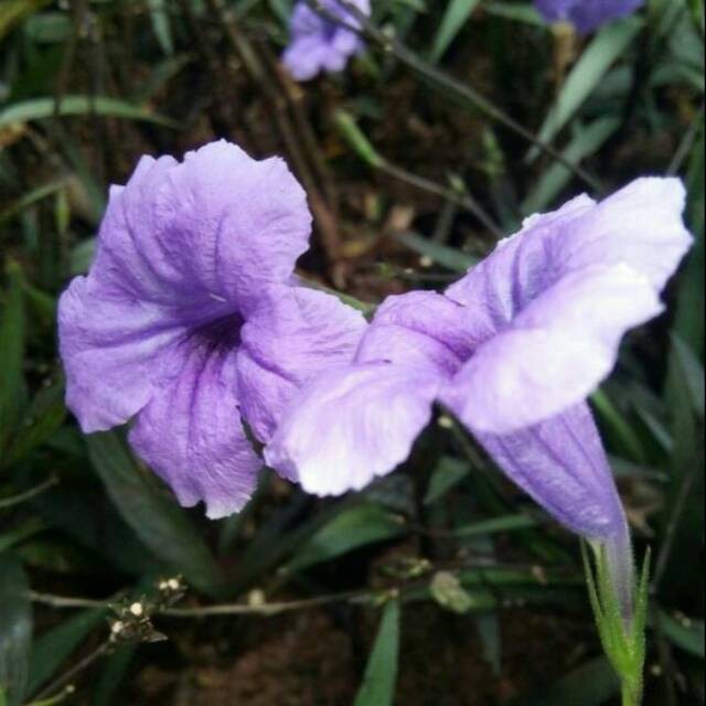 Tanaman Bunga Ruellia | Tanaman Ruellia | Tanaman Rollia