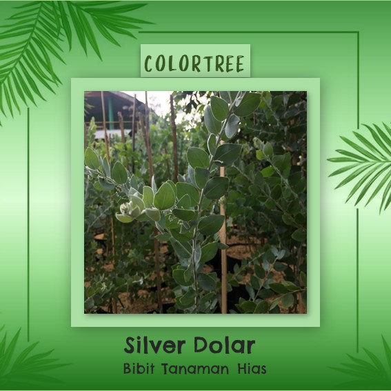 Bibit Tanaman Hias Silver Dollar 60cm