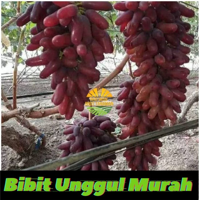 Asli! Bibit anggur import Karnaval (Carnival) Crv grafting