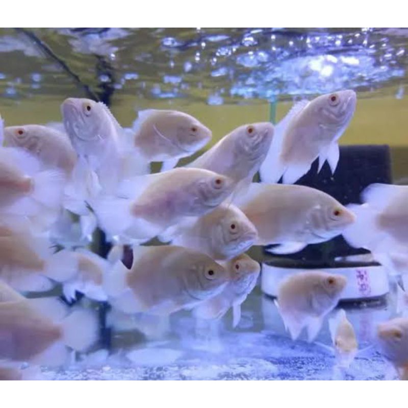 ikan Oscar tiger albino