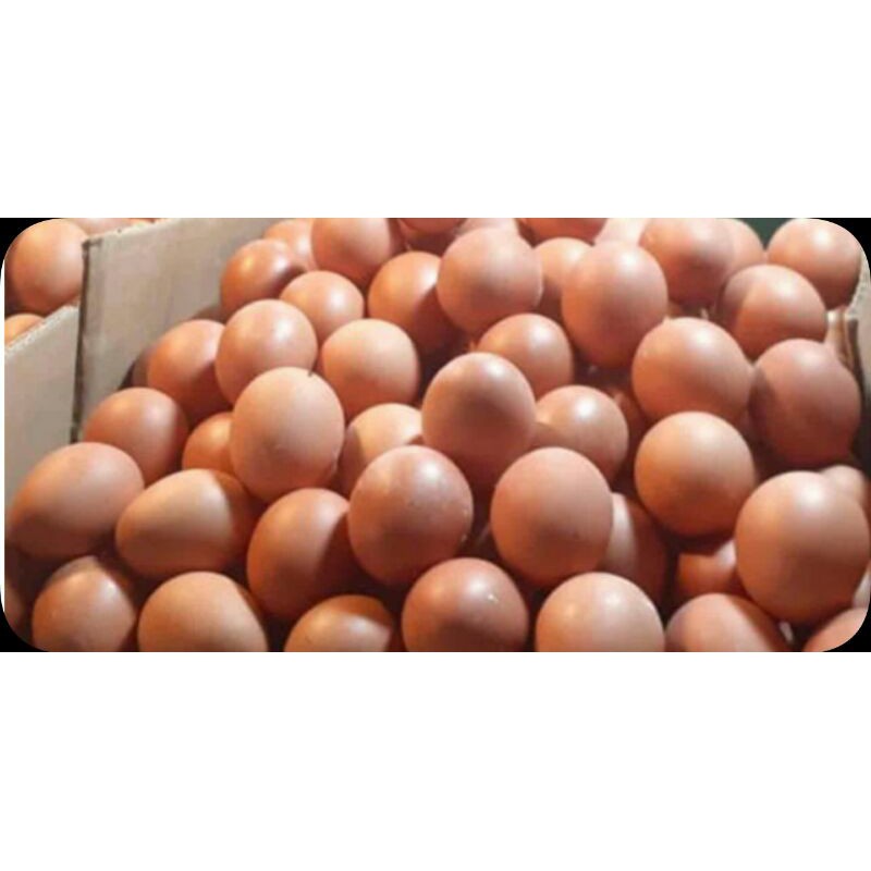 

telur ayam 10 kg
